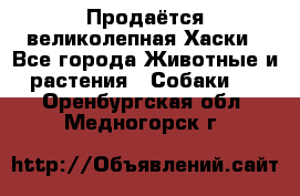 Продаётся великолепная Хаски - Все города Животные и растения » Собаки   . Оренбургская обл.,Медногорск г.